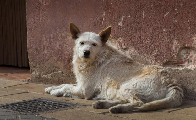 Un cambio de dieta que generó una nueva especie: el perro