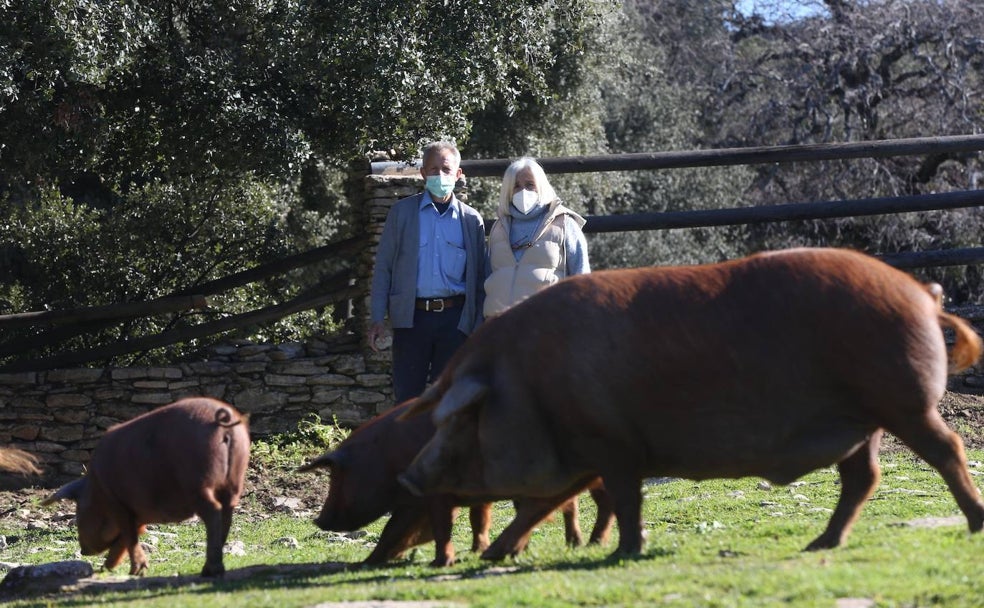 El rubio dorado: un sueño ibérico en la Serranía de Ronda