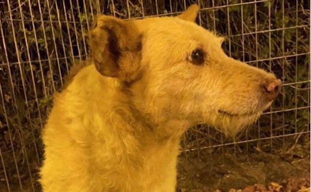 Un perro camina desde Málaga hasta Guaro para buscar a su difunto dueño