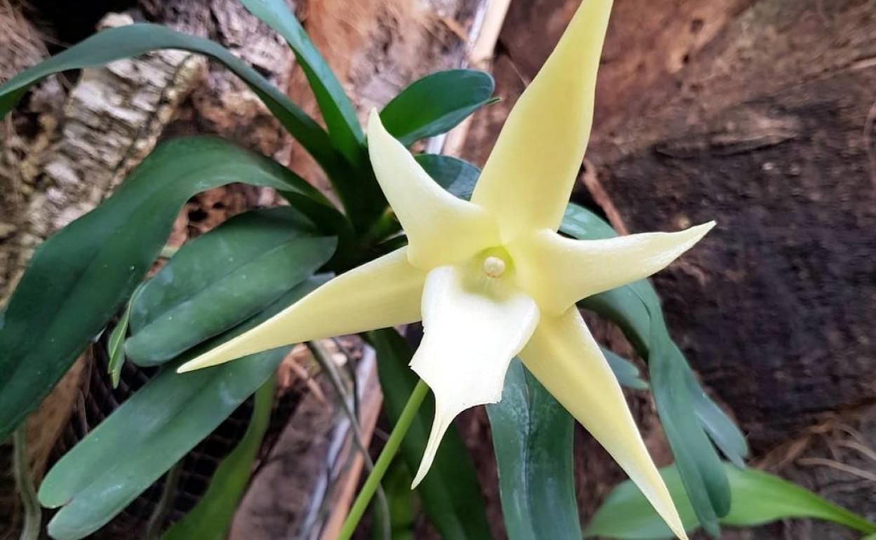 Florece en el Orquidario de Estepona la conocida como 'orquídea de Darwin'  | Diario Sur