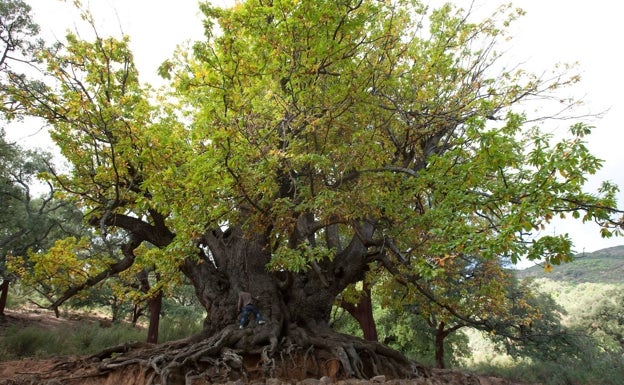 El Castaño Santo de Istán, más cerca de convertirse en Monumento Natural