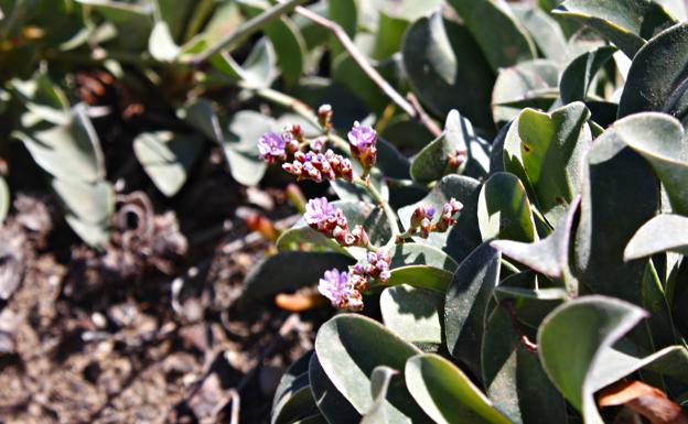 La siempreviva malagueña, la planta que quiere resistir en la costa más abrupta