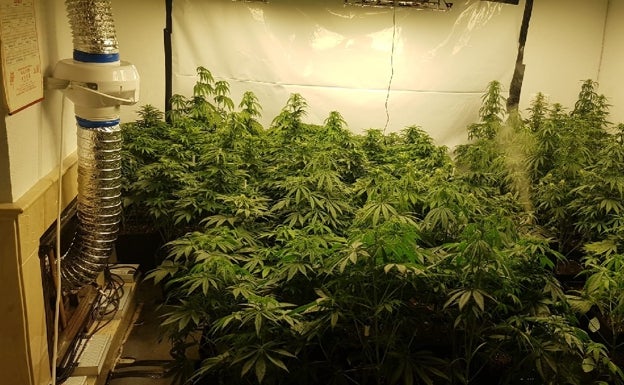 Detienen a una madre y a su hijo en Mijas por montar un cultivo de marihuana en el sótano