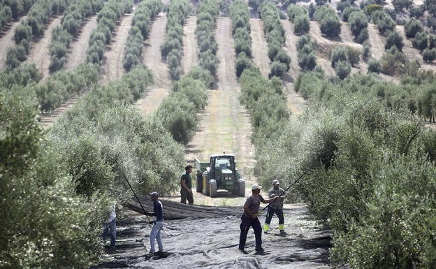 El olivar malagueño quiere recuperar el mercado perdido en EE UU tras la suspensión de los aranceles