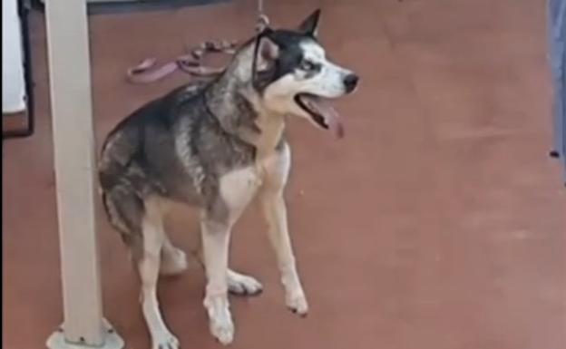 Las imágenes que destaparon el maltrato a un perro en Mijas: un vídeo de una vecina propició la detención del dueño