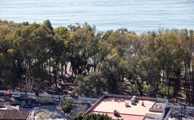 El alcalde de Málaga defiende los eucaliptos en el parque de los Baños del Carmen como paisaje histórico