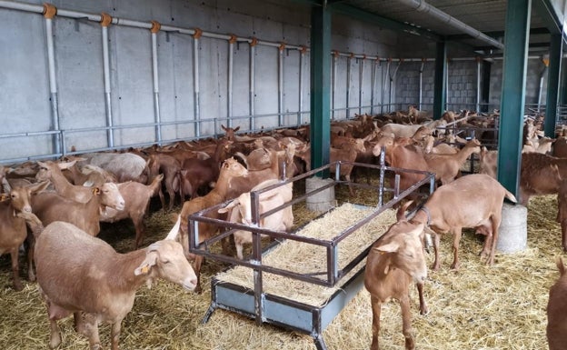 La Unión Europea declara a Andalucía como región libre de brucelosis bovina y ovina-caprina