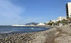 Produnas alerta sobre la proliferación de las algas invasoras en Marbella