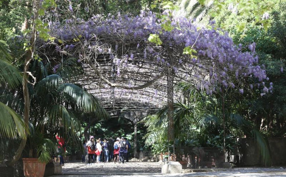 Las glicinias florecen tras el confinamiento