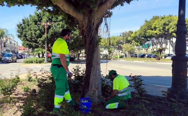 Tratamiento sostenible para más de 400 ficus de Estepona