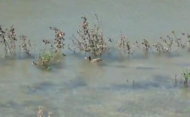 Varias parejas de ánades reales anidan en el cauce del Guadalmedina