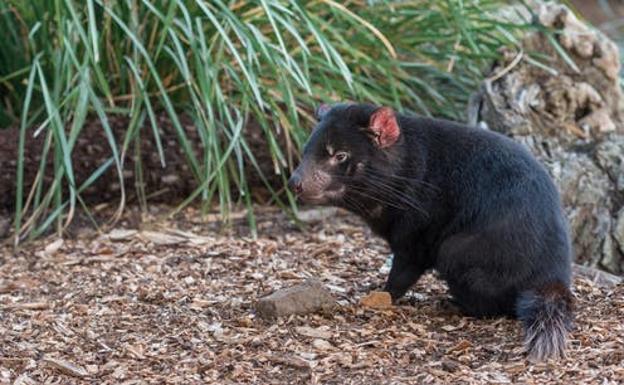 ¿De dónde viene el cáncer y por qué no ha desaparecido con la evolución?