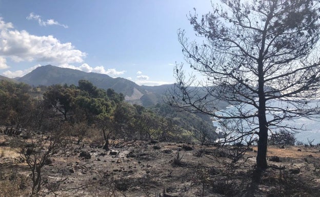 Ecologistas y vecinos lamentan los daños en la fauna y flora por el incendio en el paraje de Maro y piden «más vigilancia y disciplina»