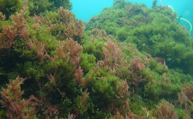 Ecologistas alertan de la llegada del alga asiática invasora al paraje natural de los acantilados de Maro-Cerro Gordo