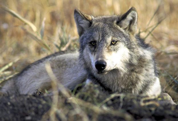 Las organizaciones agrarias exigen la retirada inmediata del plan para la protección del lobo