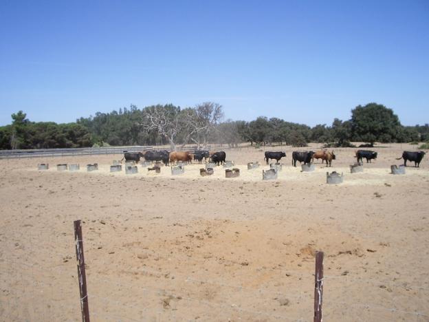 Apoyo al toro de lidia
