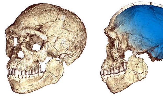 ¿Desde cuándo nuestro cerebro es cómo es?