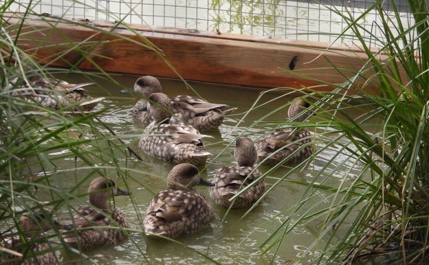 La Junta libera en Fuente de Piedra 16 cercetas pardillas, el pato con más riesgo de extinción de Europa