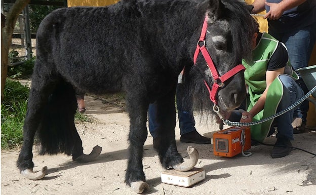 Rescatan a un poni con signos de maltrato en Daimalos, pedanía de Arenas