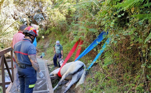 Bomberos de Marbella y de San Pedro rescatan a una yegua