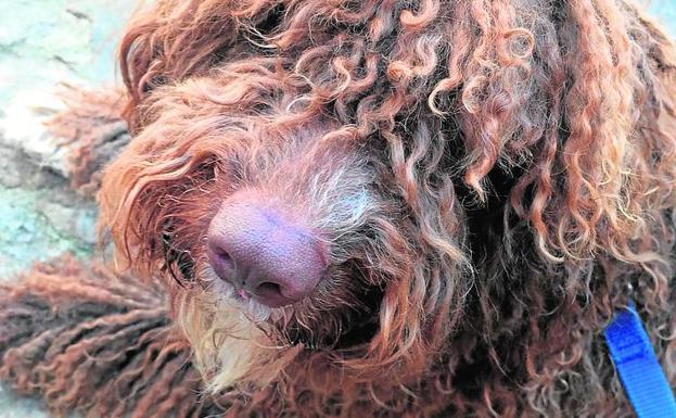 Detenido por matar de una patada a un perro en Fuengirola