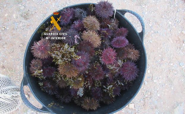 Intervienen en Mijas 105 kilos de erizos de mar capturados ilegalmente