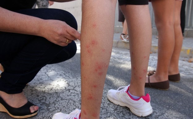 El mosquito tigre continúa su rápido avance por Málaga