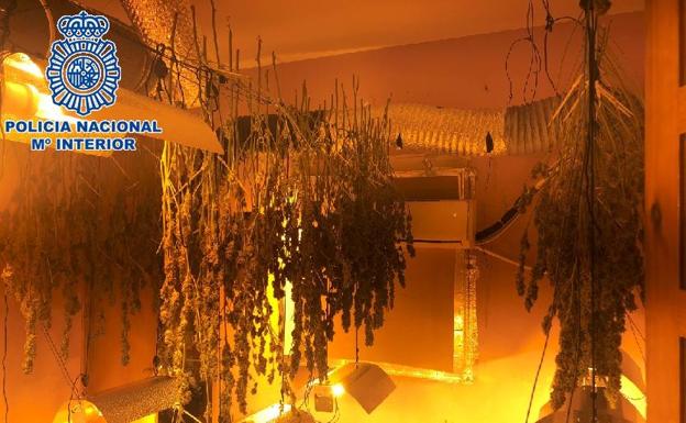Desmantelado un cultivo de marihuana con 422 plantas en una finca de Campanillas