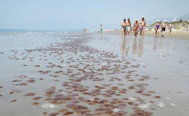 La combinación del giro anticiclónico y del temporal arrastrará medusas a algunas playas de la provincia