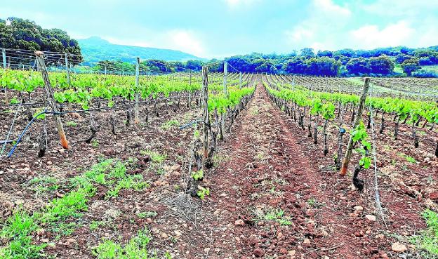 Bodegas Conrad: Malbec y 'feng shui' en Ronda