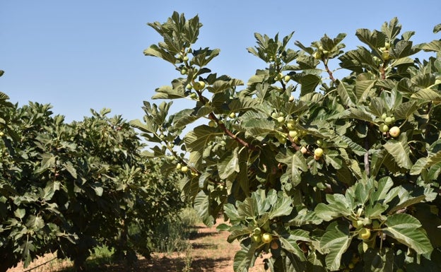 La Mayora participa en un proyecto europeo para revitalizar el cultivo de la higuera