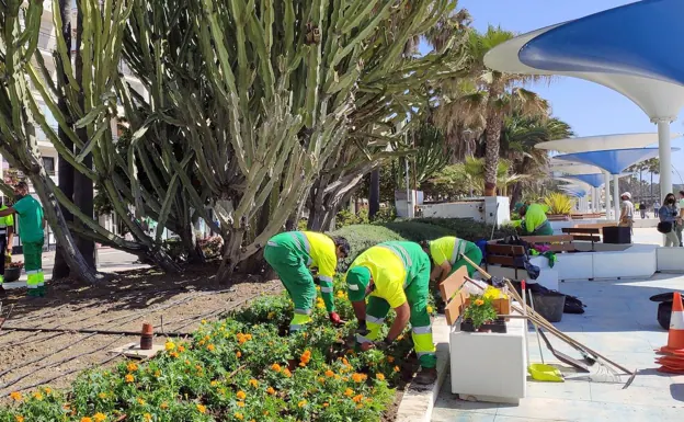 20.000 plantas y flores para el estreno de la remodelación del paseo marítimo de Estepona
