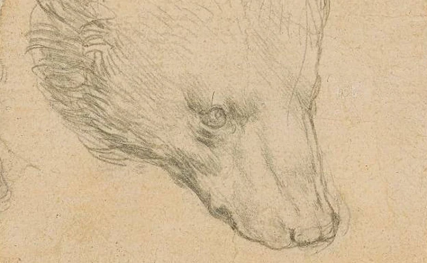 A subasta 'Cabeza de oso', uno de los dibujos de Leonardo da Vinci