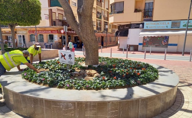 Rincón de la Victoria mejora la imagen de los espacios públicos con la plantación de 15.000 flores de temporada