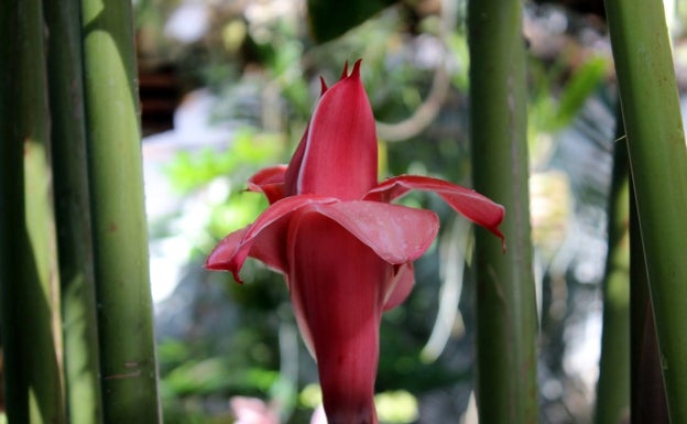 El Orquidario de Estepona acoge la primera floración del 'Bastón del Emperador', cuyo tallo puede alcanzar los cinco metros de altura