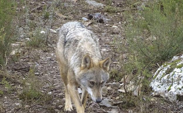 La caza del lobo será historia el próximo 25 de septiembre