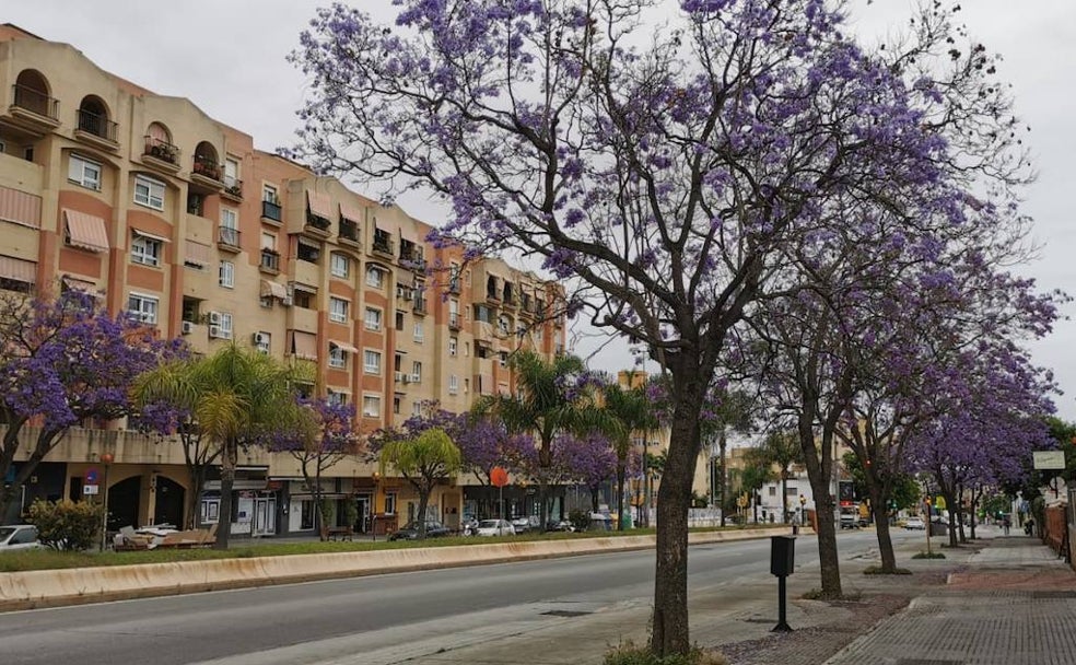 Jacarandas, tan beneficiosas y bellas como sucias