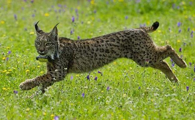 El lince alcanza su población récord en Andalucía con más de medio millar de ejemplares