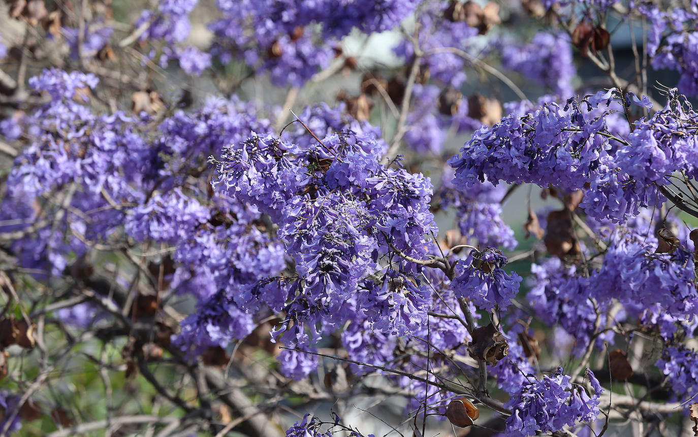 El manto morado de las jacarandas en Málaga