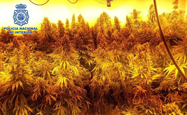 Desmantelan una vivienda de Churriana dedicada al cultivo intensivo de marihuana