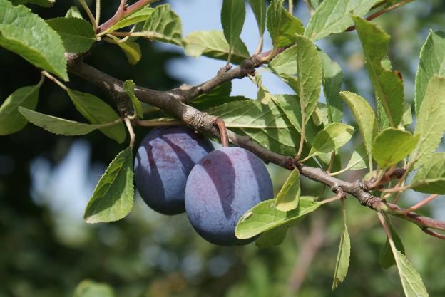 Ciruelas, rescatando las variedades locales del Valle del Guadalhorce