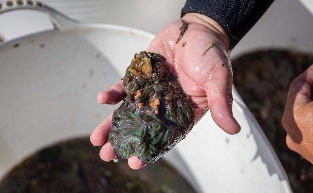 Condenados por pescar de forma irregular ortiguillas de mar