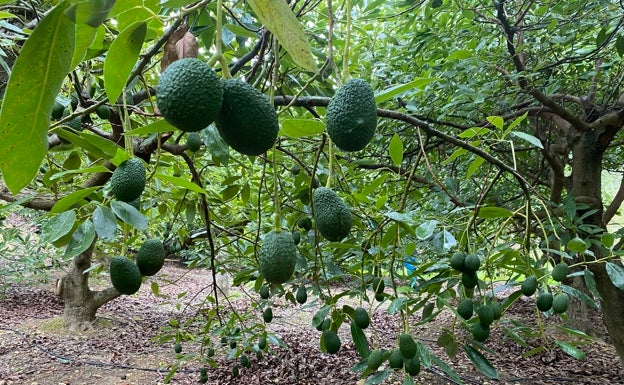 El sector de los subtropicales en la Axarquía, en jaque por la falta de agua