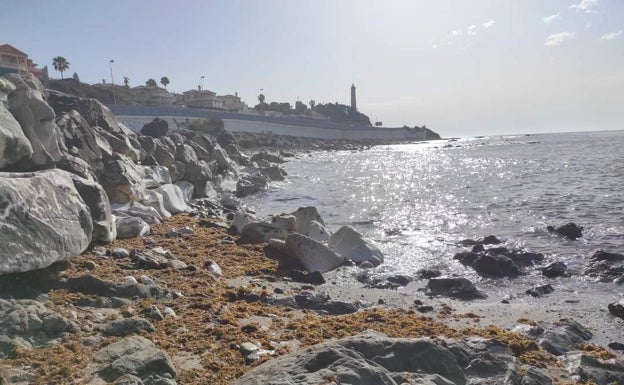 El invasor asiático que amenaza el litoral de la Costa del Sol