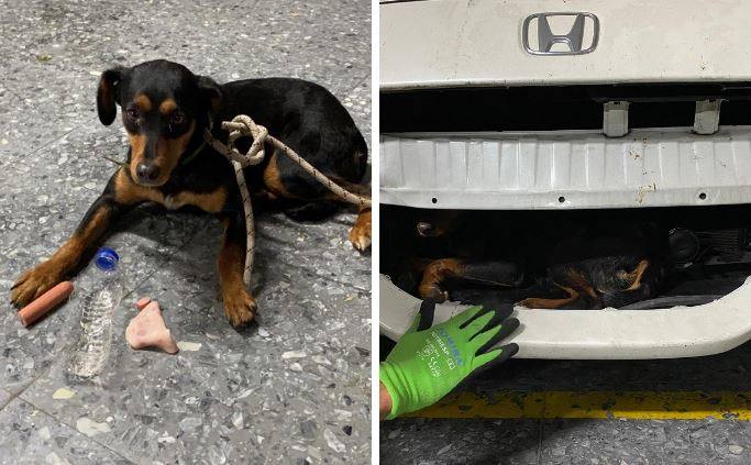 Rescatan a un perro atrapado en la carrocería de un coche que lo atropelló dos días antes en Fuengirola