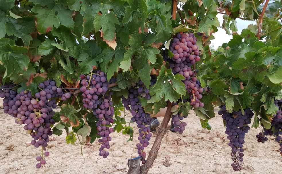 La rome tinta, la uva de Málaga con la que también se hacen vinos