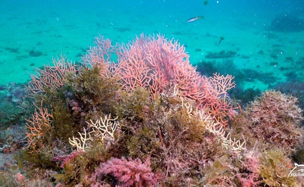 Alertan del «imparable» avance del alga asiática en el paraje de Maro