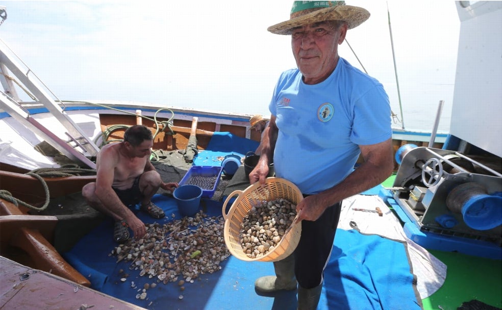Las chirlas y coquinas vuelven al mercado
