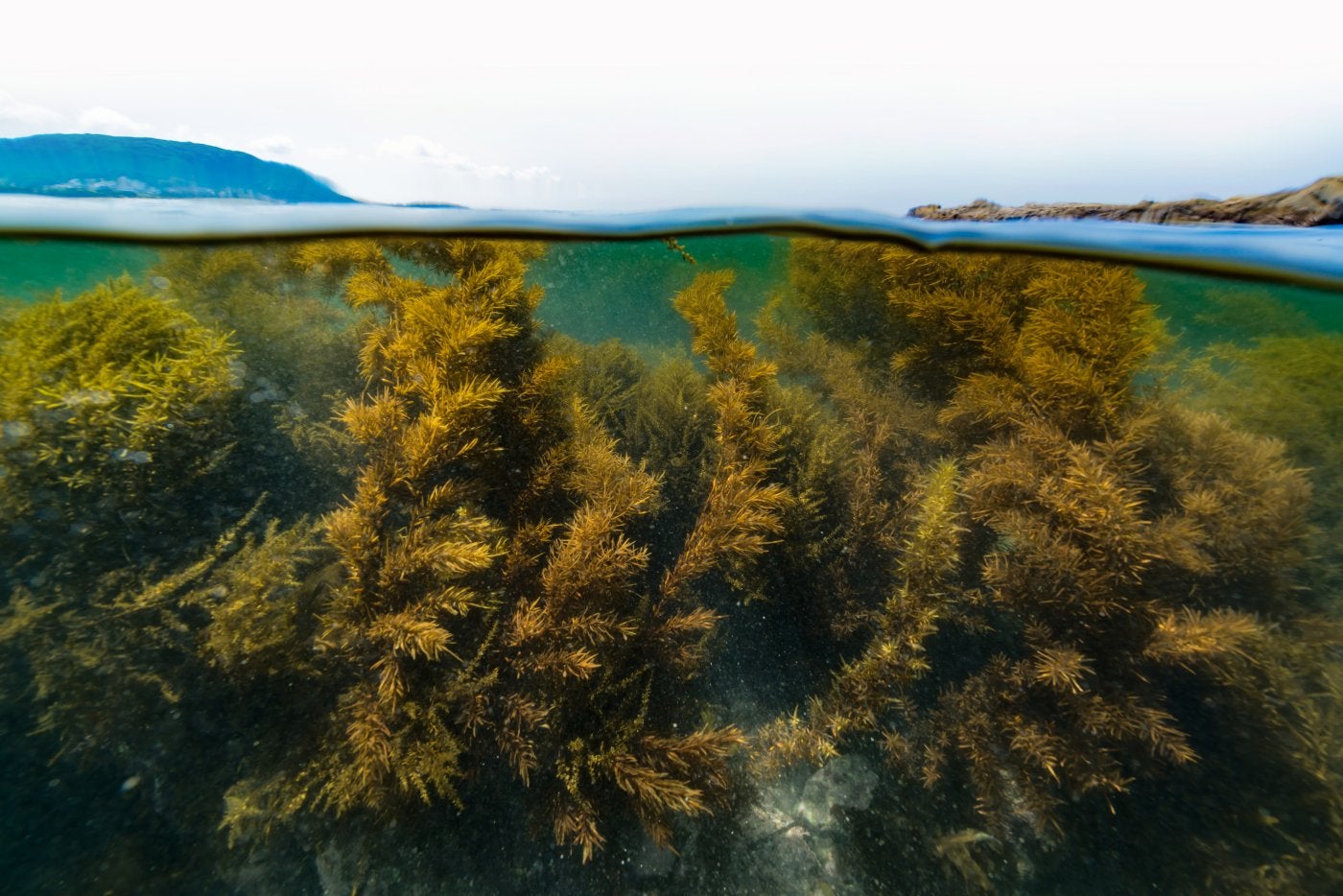 El III Encuentro de los Mares explora el potencial verde del mar