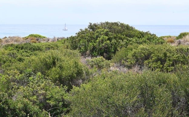 Cordón dunar, un paraíso entre la tierra y el mar en Marbella